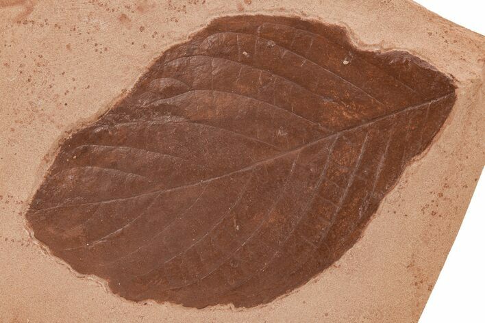 Red Fossil Wingnut Leaf (Cyclocarya) - Montana #212448